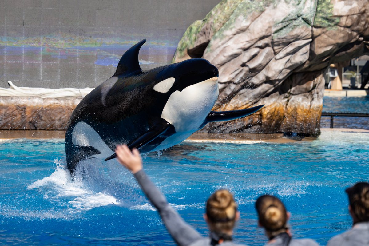 WolfieOrca's tweet photo. 今年のサンディエゴはマカニの誕生日に合わせて行ってきました。マカニにプレゼントされたのはドーナッツ。このドーナッツはシュガーフリーのゼリーらしく、すべて食べていました！ https://t.co/wx0QGbjMo1