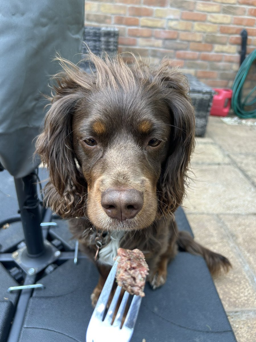 Mom and Dad said ‘just popping up the road - see you in 5 minutes’……

Mmmmmmmm ‘up the road’ aka The Unicorn, Little Dawley 

BUT they came back with this treat!!!!!!!!

Omg - it’s d-e-l-i-c-i-o-u-s 

Half now half later Mom says !!!!
#sundaytreat
#itsadogslife
#dogsoftwitter