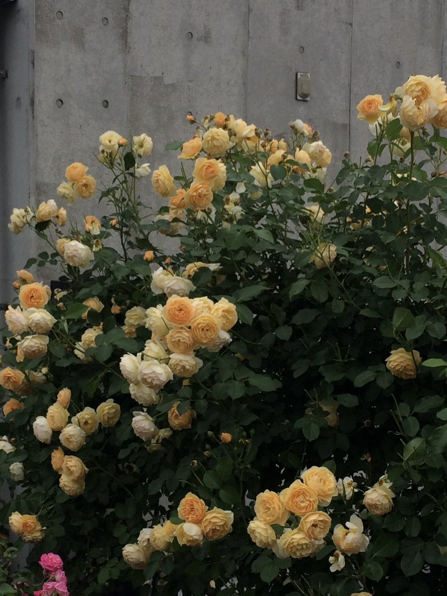 cplro's tweet image. 