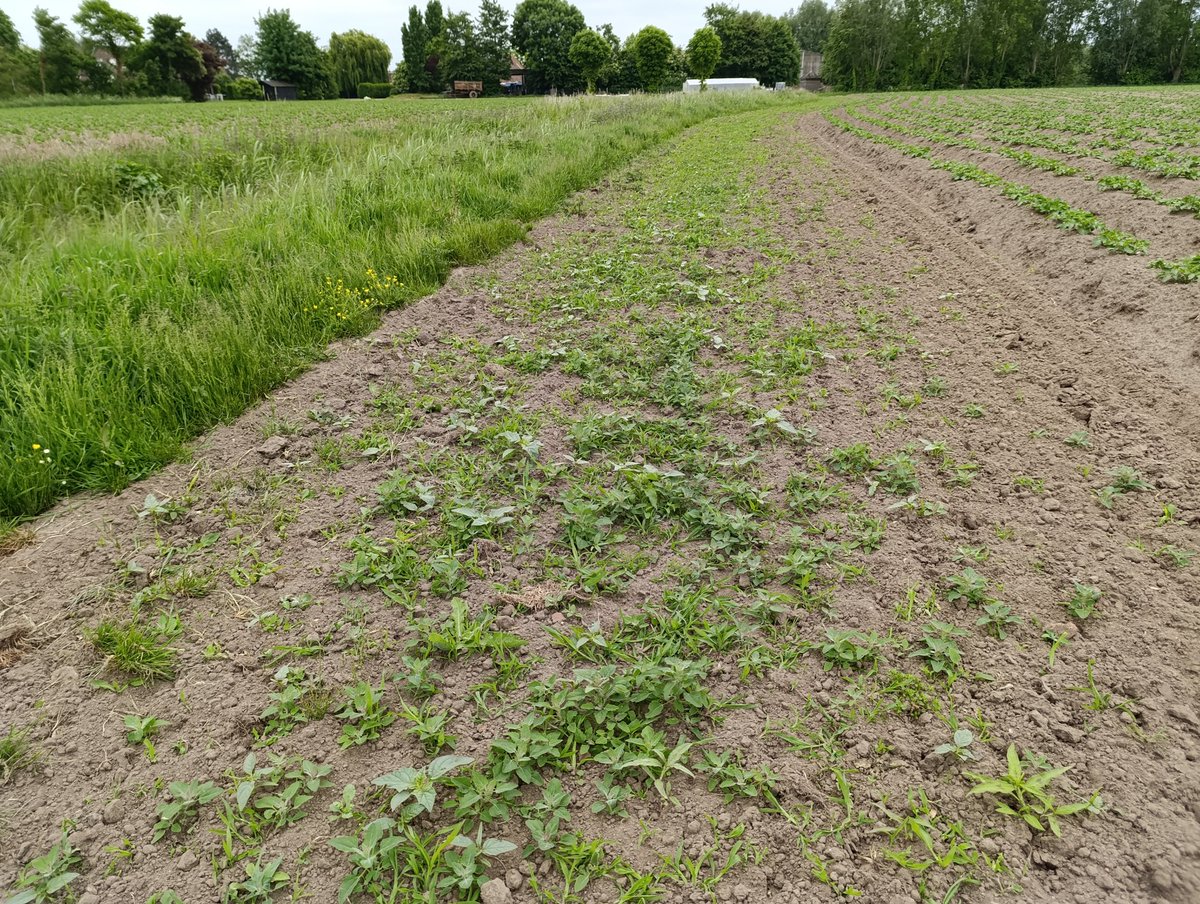Doorn appel in buurmans mais,je kan er de hele wereld 6x mee vergiftigen.Onze aardappelen staan onkruid vrij,maar Doorn appel rukt snel op.