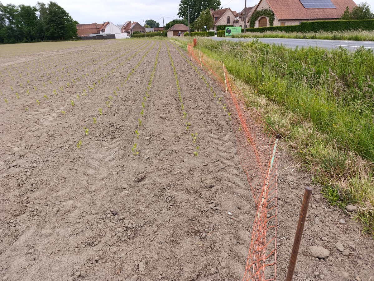 Knol selder bij andere buur. hazen en konijnen, blijft hier weg .dit is een bevel.