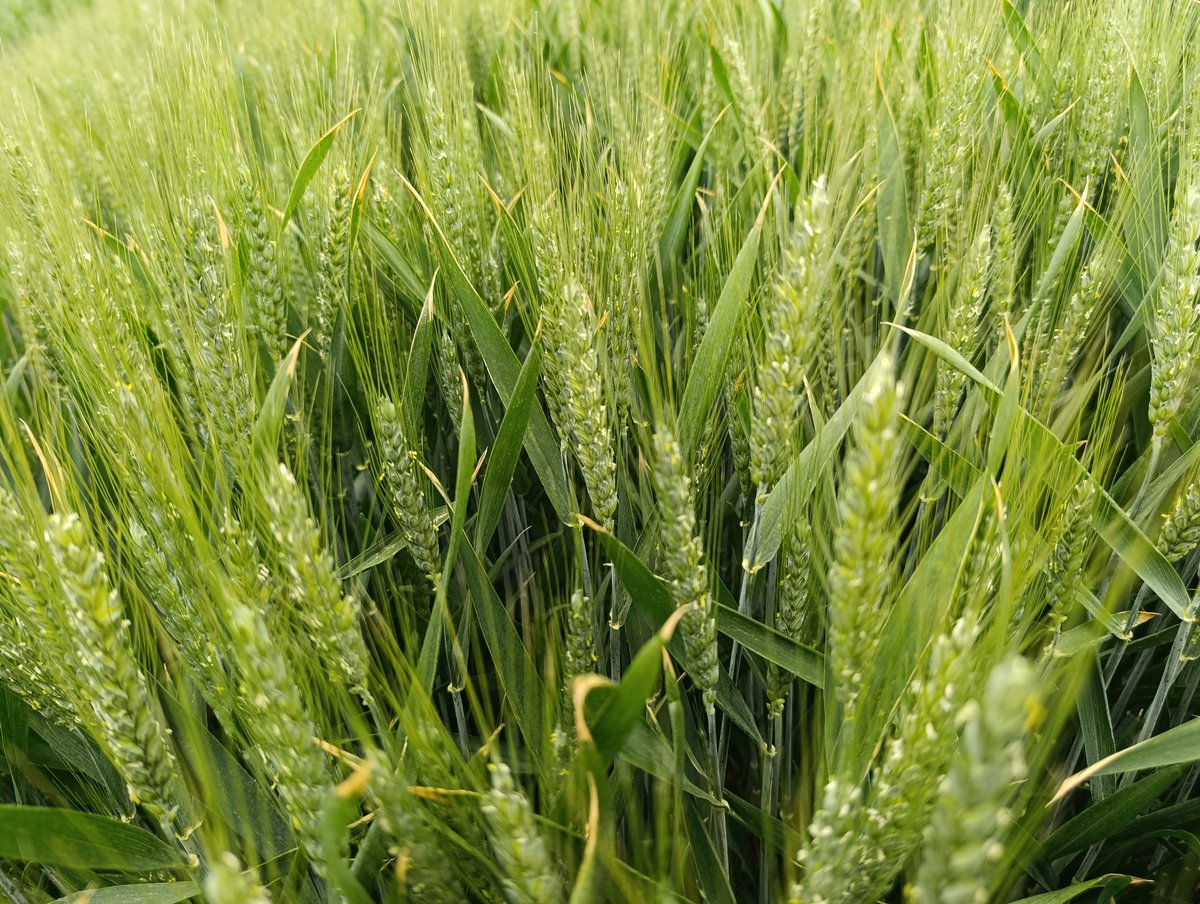 Bloeiende tarwe,Intensity,veel belovend,maar hartstikke droog.