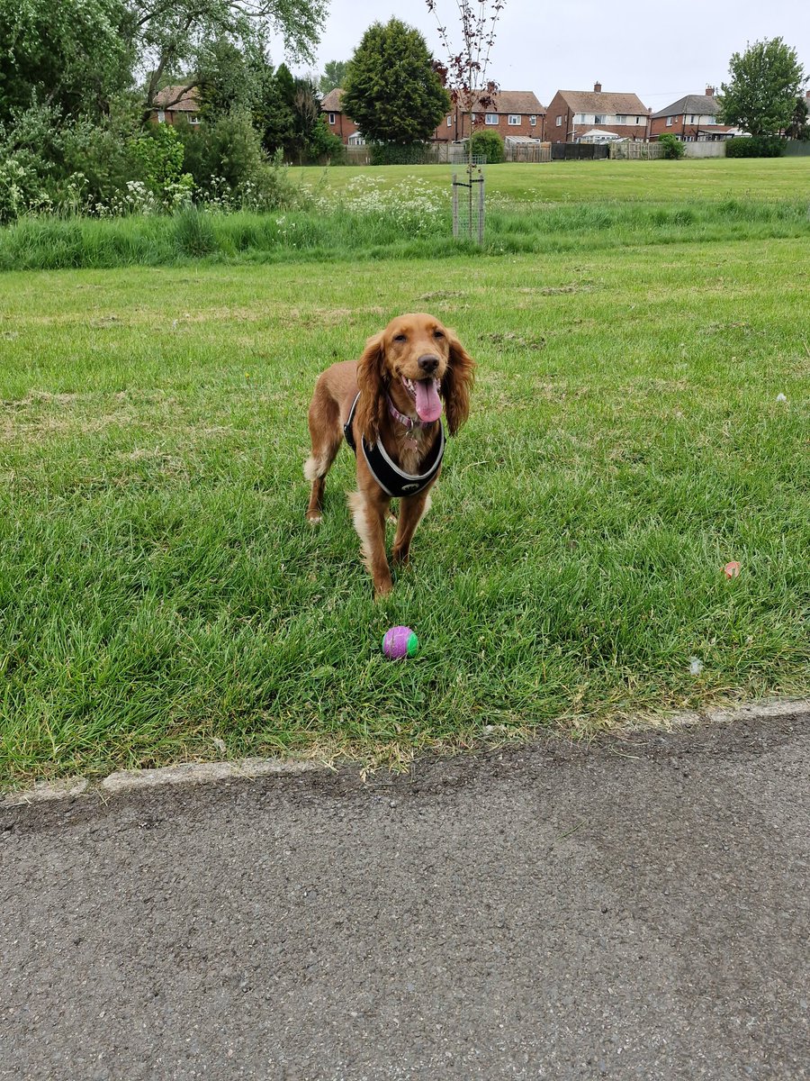gazw1969's tweet photo. The hound 🐕
#SpanielsOfX https://t.co/VFncbLWADo