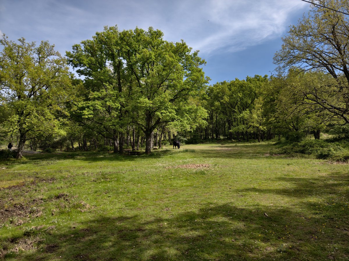 1️⃣ ¿Sabías que en Europa apenas quedan bosques primarios? Los bosques maduros NO son intocables: con #gestiónforestal, basada en la ciencia, se conservan mejor. Aprovechar ≠ destruir. 
Es hora de romper mitos. 🌳🔍 #CienciaQueSuma
