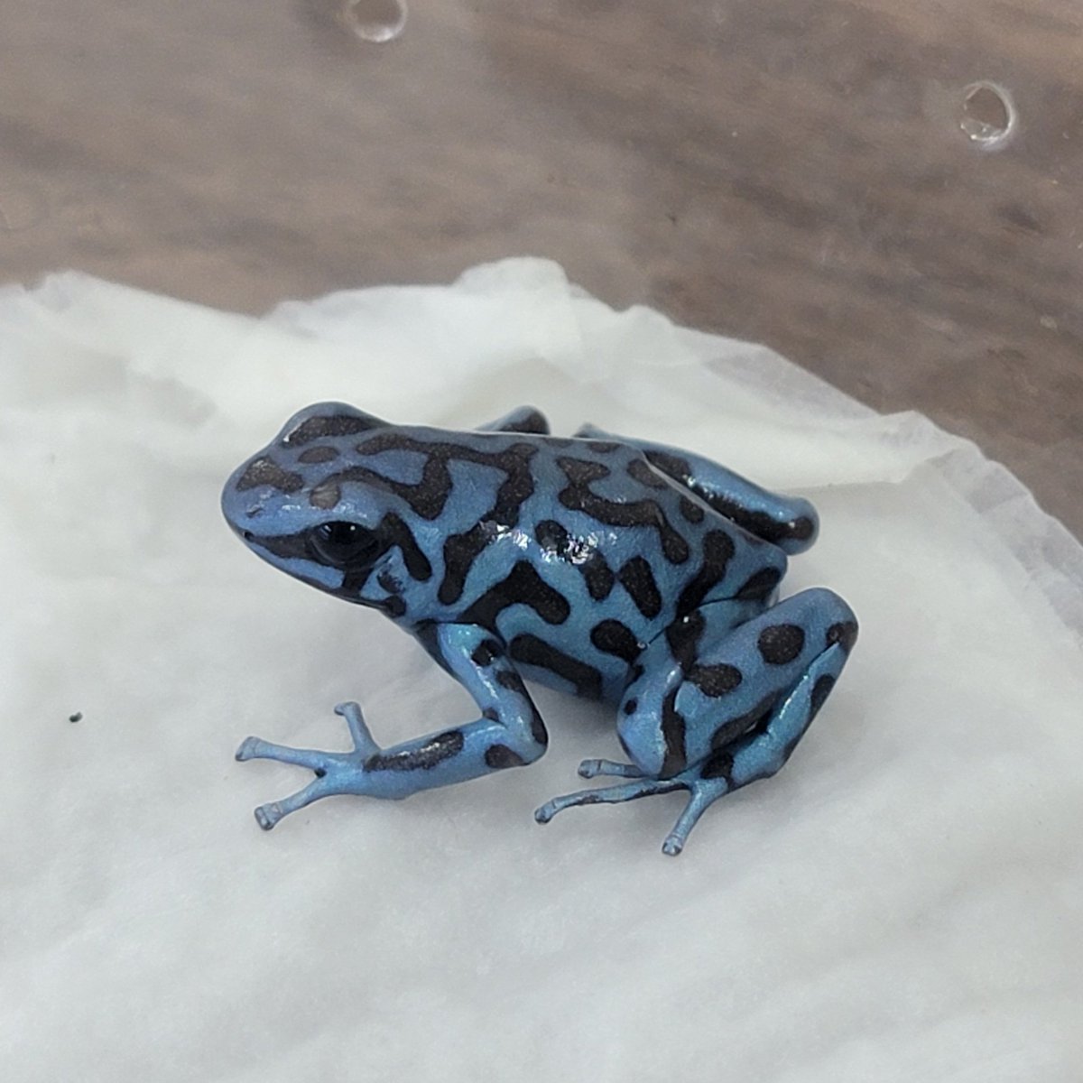 ✨1階新着✨ ・マダラヤドクガエル 