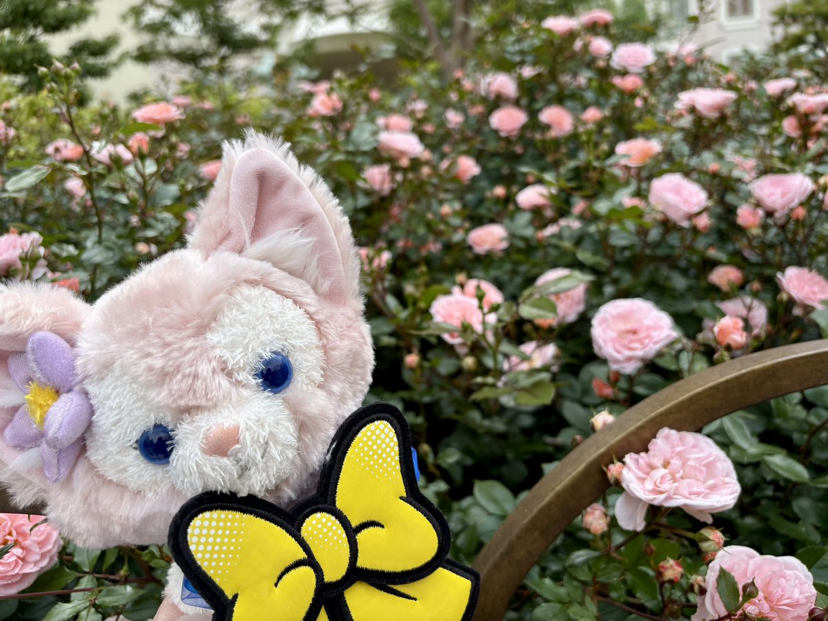 momo_uxu_Spring's tweet photo. 大本命のローズコートサイド🌹絶対に草ビューは避けたかったのでお部屋リクエストは「できたら6階か7階、ベルと野獣が正面に見える位置」でした パークもみえます！ https://t.co/YX2ns7rGsd