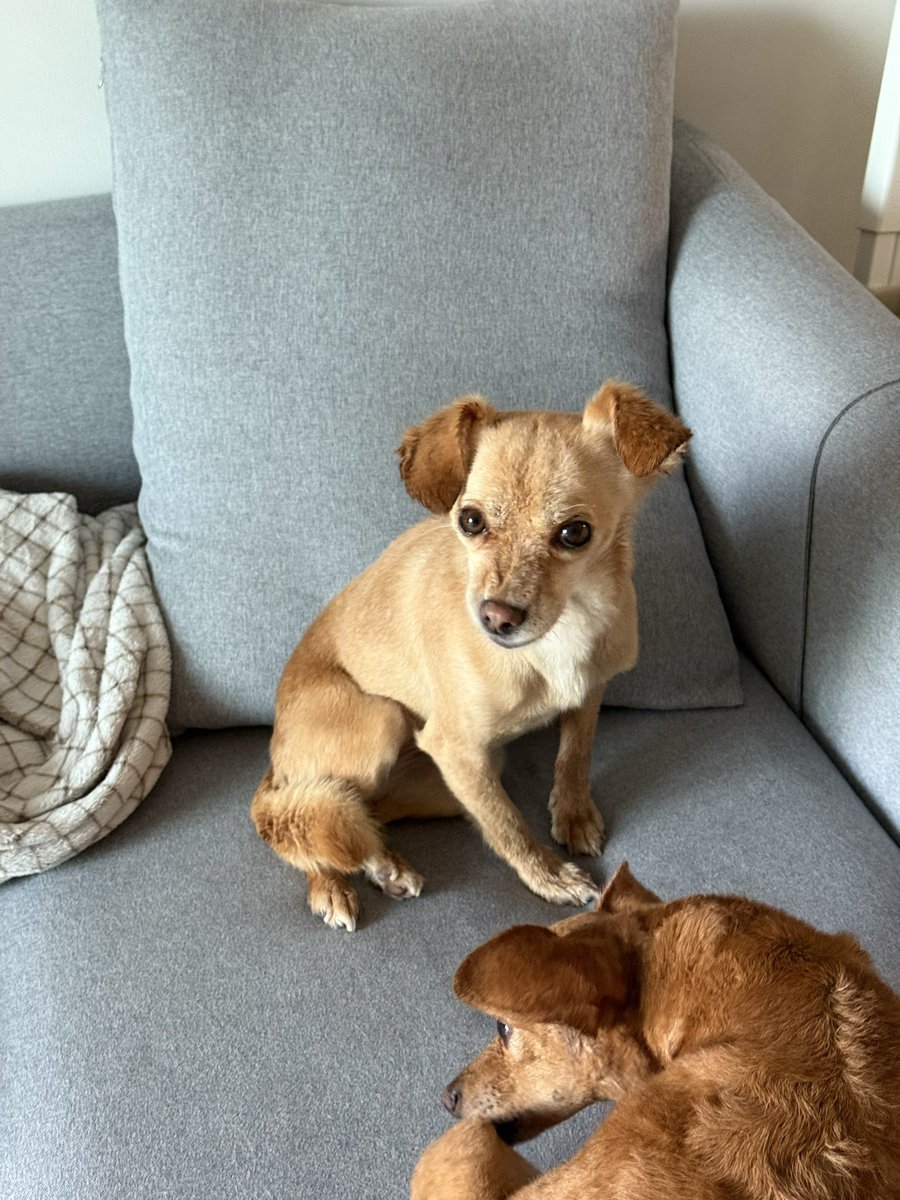 1박2일 동안 더 친해졌는데, 집 오자마자 목욕해서 절교함🥲 #순대가족찾아요