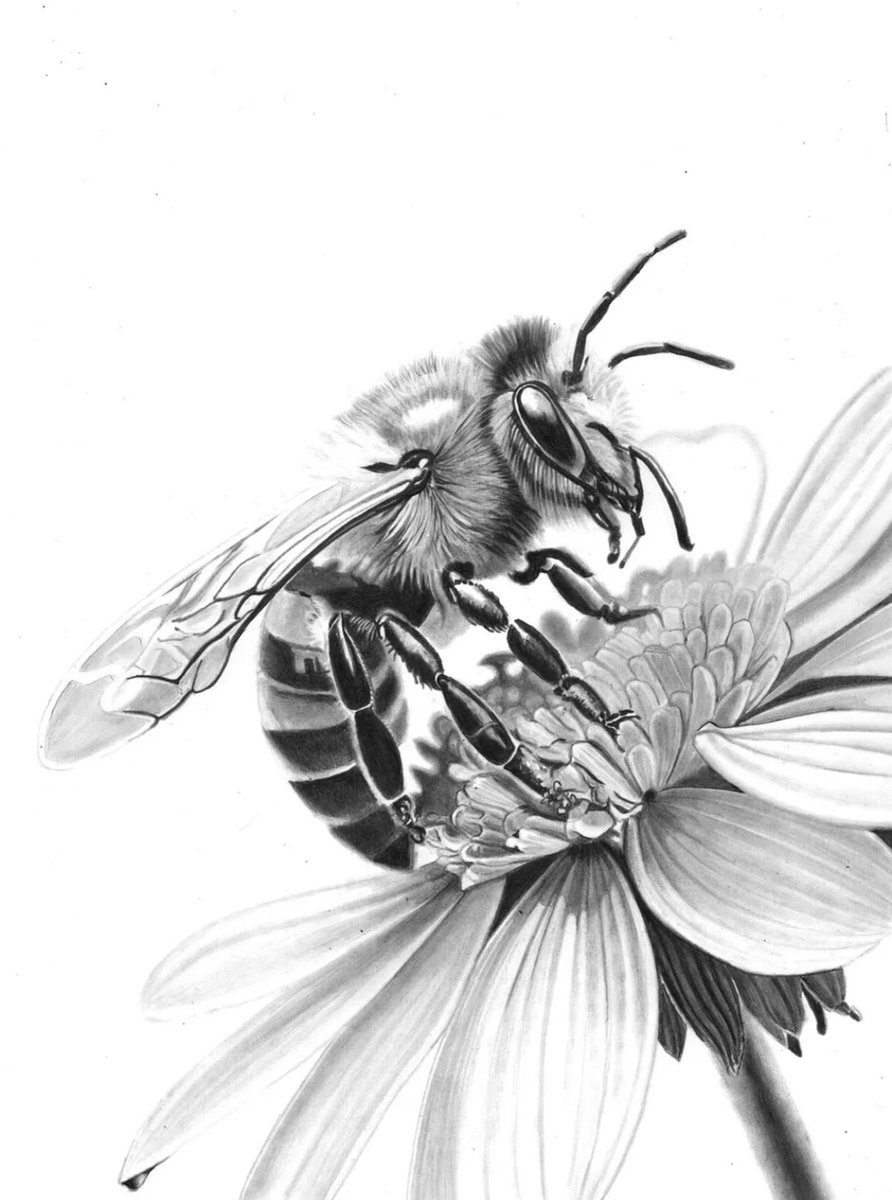 Two recent #pencildrawings with a #spring #summer touch - still available to buy - stowe.gallery