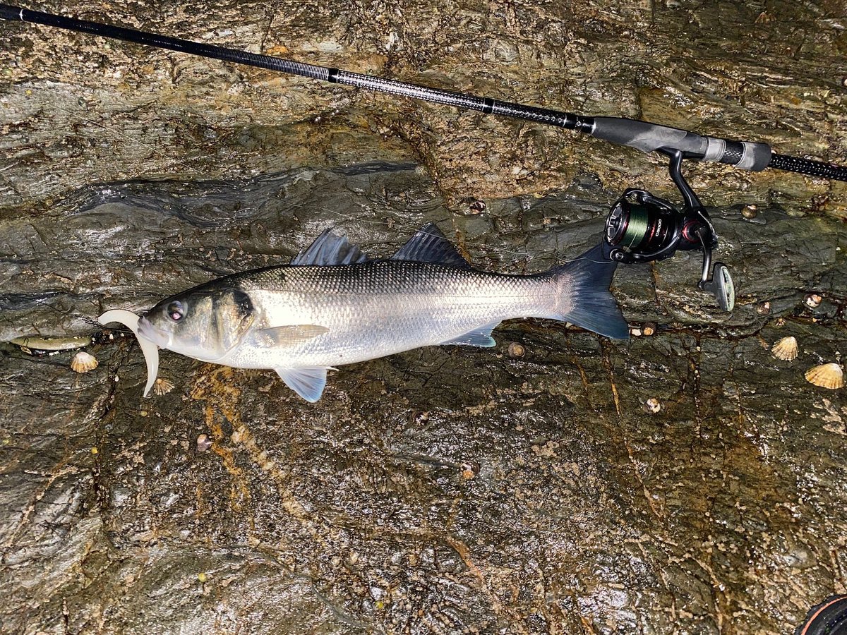 CATCH | Robin doing the business last night catching bass with the best at 51cm. All caught on our handmade Cornish Snax in White.

#bassfishinguk #bassluresuk #life #ocean #outdoors #bass #nature #seaangling #lurefishinguk #lurefishing #bassfishing