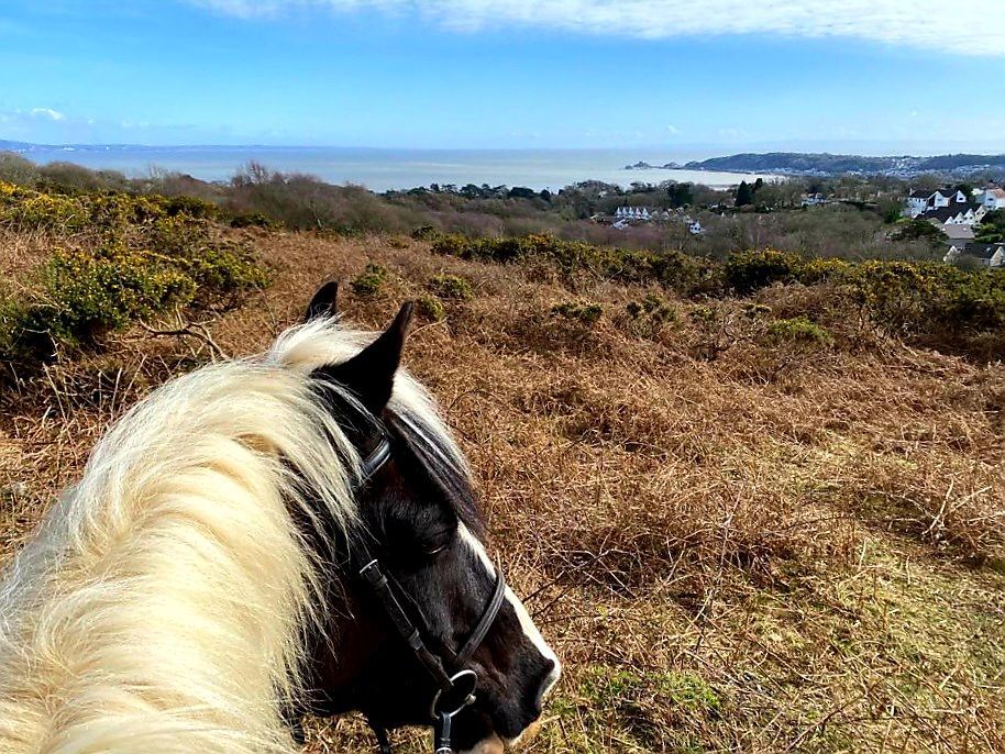 🐴 Our hacks and led walks have stunning views over Mumbles, Swansea Bay and Clyne Common. 🌊 Book your ride today! Click link in bio or drop us a message for more info 🐎 

#HorseRiding #Hacking #LedWalks #ClyneFarmCentre #SelfCatering #Swansea #Wales #Staycation #VisitWales