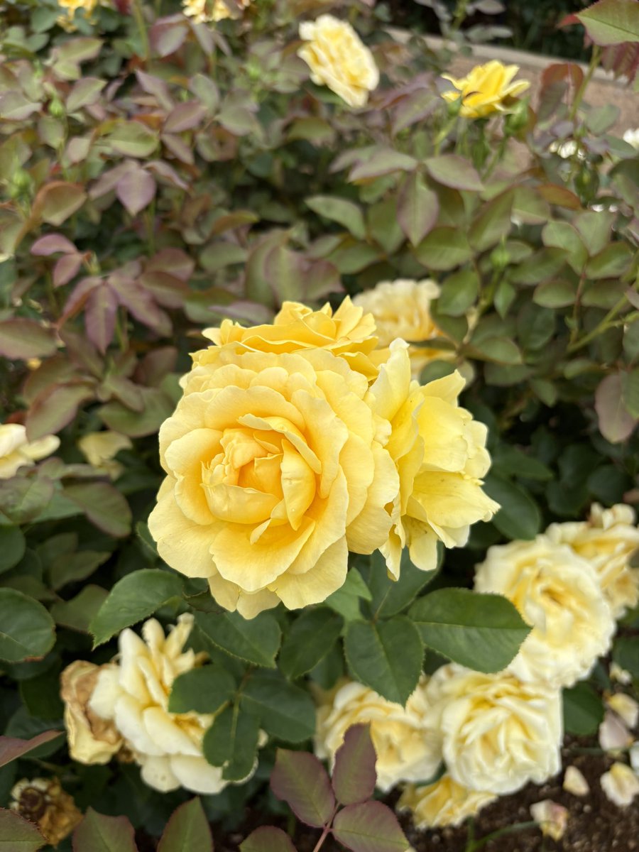 resonance09's tweet photo. 朝からバラ園に。
少し暑かったけどキレイだった✨
#バラ園 https://t.co/BtybOC3reR