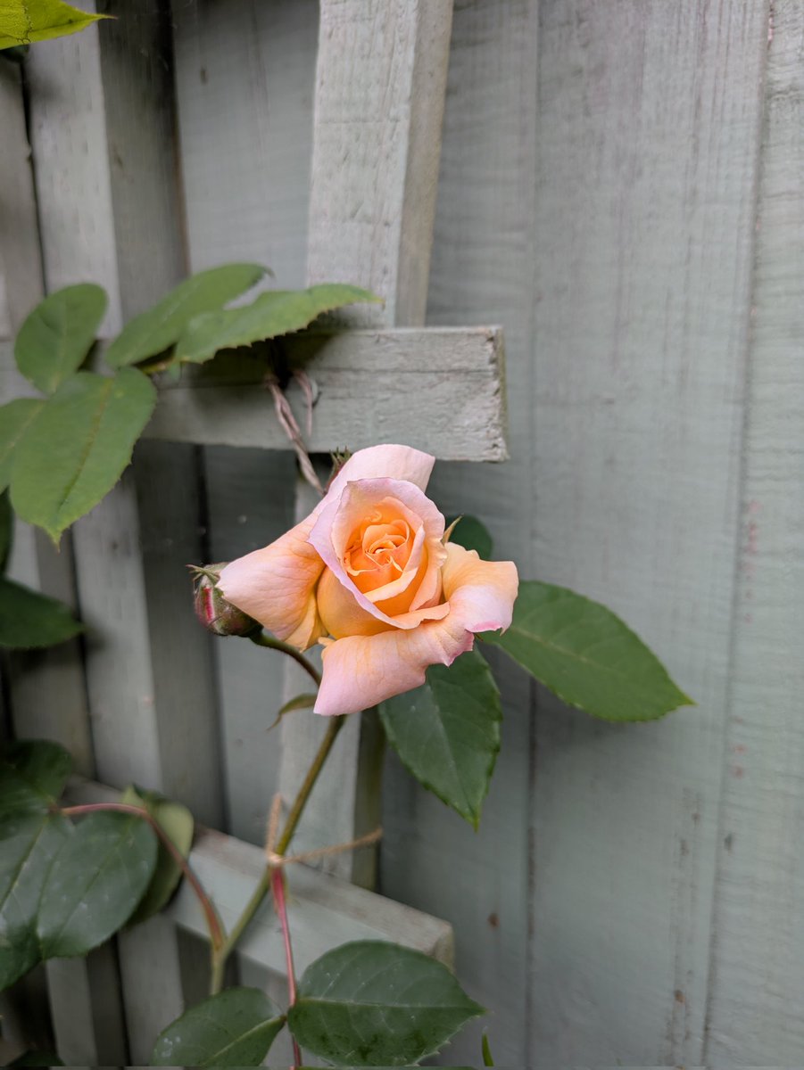 gerardmoore71's tweet photo. The first roses coming through hopefully another lovely display this year #Rose https://t.co/MyzPu48I2l