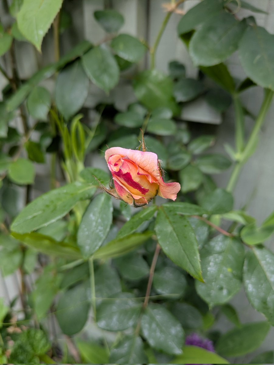 gerardmoore71's tweet photo. The first roses coming through hopefully another lovely display this year #Rose https://t.co/MyzPu48I2l