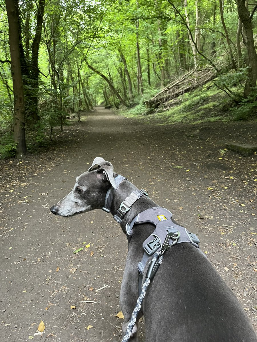 Shielsy14's tweet photo. @paddythegreyt Morning Paddy, Sunday in the woods for Nial 🐾💜🐾. https://t.co/GbJZxA9kLt