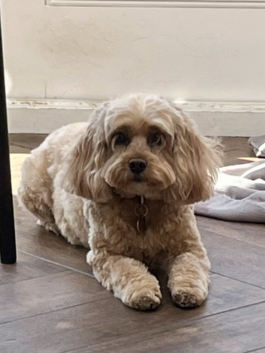 TheHoneyTails's tweet photo. If I stare hard enough and long enough, someone will suggest that this #SundayFunday gets going
#SlowSundayMornings
#IllWait https://t.co/0wvzK0ESza