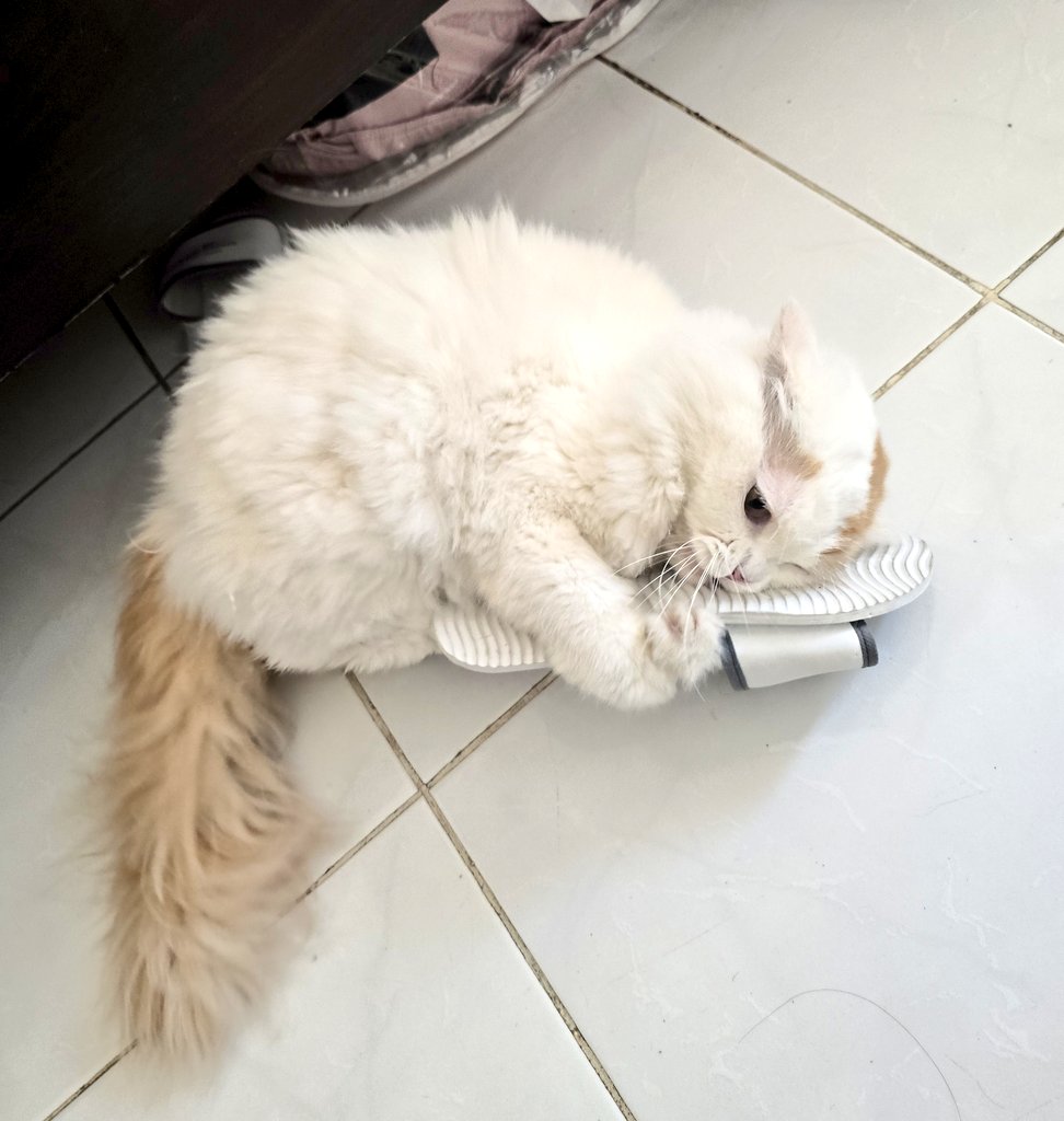 Ciku 🦁🍉 tweet media