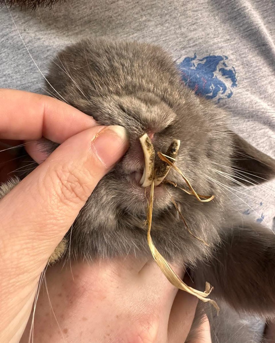 The Rabbit Residence tweet media