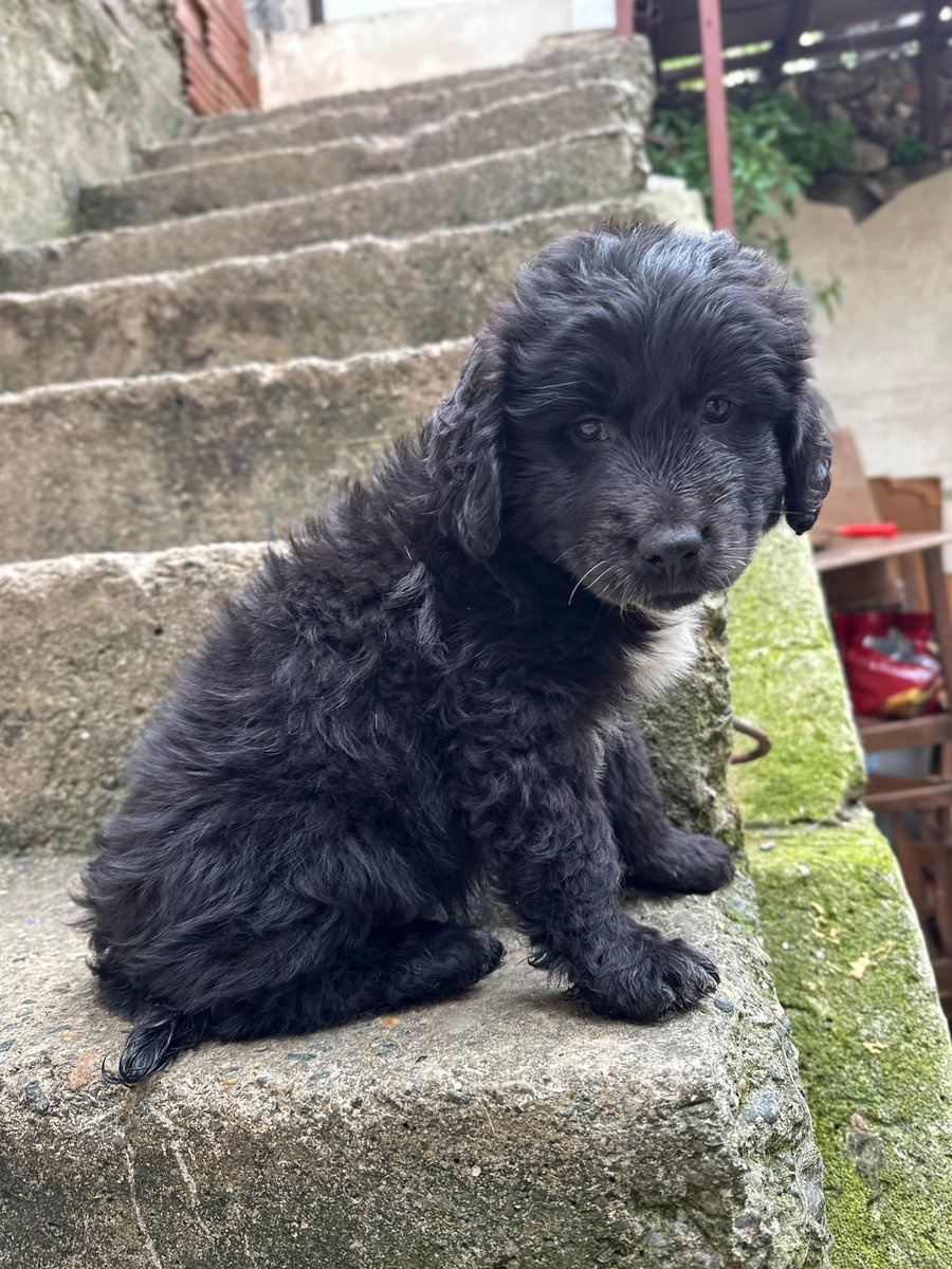 melothepit's tweet photo. ayıcık Bebeklere yuva arıyoruz 🧿🍀 onları çok sevecek asla terketmeyecek yuvalarını bekliyorlar. Anneleri setter kırması. Orta ırk olacakları tahmin ediliyor 🏡 Maltepe İstanbul iletişim WhatsApp 05542281876 https://t.co/RXbMYUZAE2