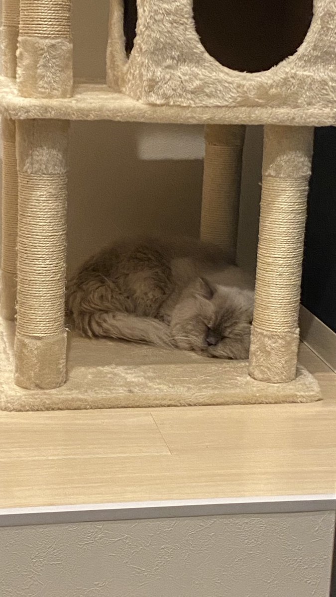 𝙽𝙸𝚃𝙾𝚁𝙾𝚉𝙴𝚄𝚂 tweet media