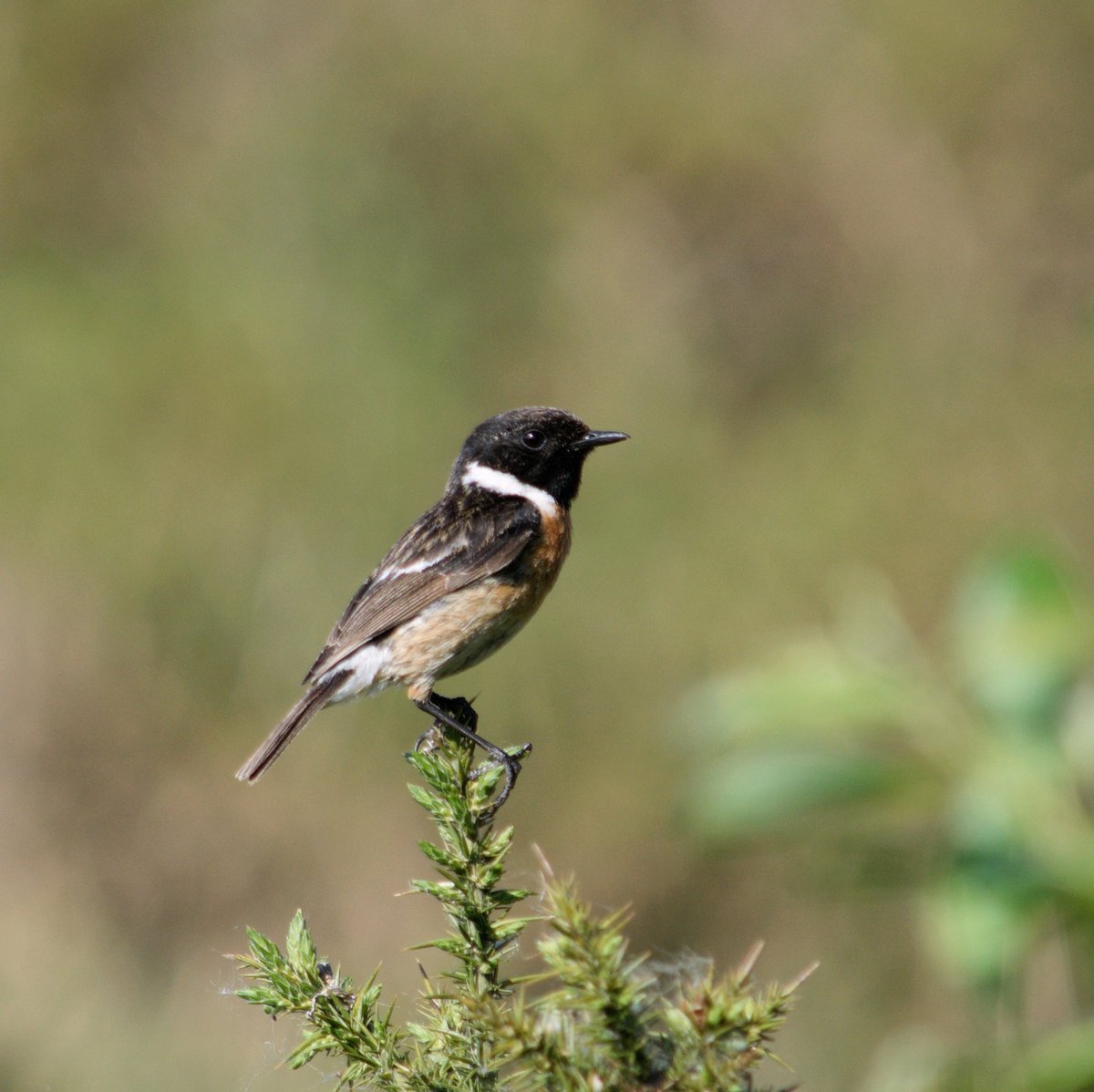 YorksLad5's tweet photo. Stonechat pairing at Broadstone Reservoir this morning. Their strangely satisfying call was the give away, not dissimilar to the shutter noise on my Nikon camera.
Yellowhammer picked up on Merlin but not seen, they continue to evade me! #BirdsSeenIn2025 #TwitterNatureCommunity https://t.co/eqq2yfkB8W