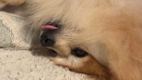 うちのいぬへ (再掲) 