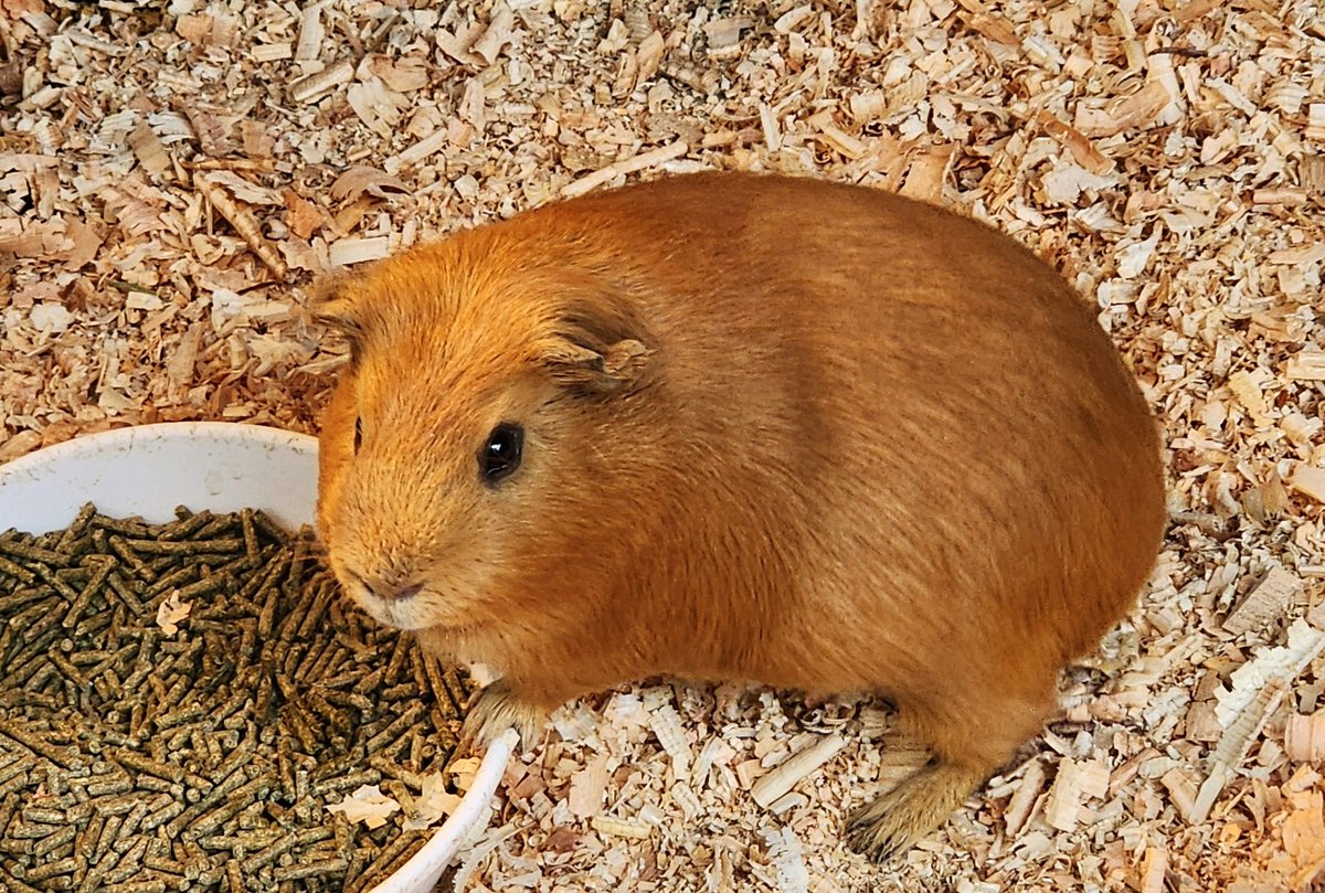 nufflib340's tweet image. 小諸市動物園で撮影したモルモットさんたち
とてもかわいい