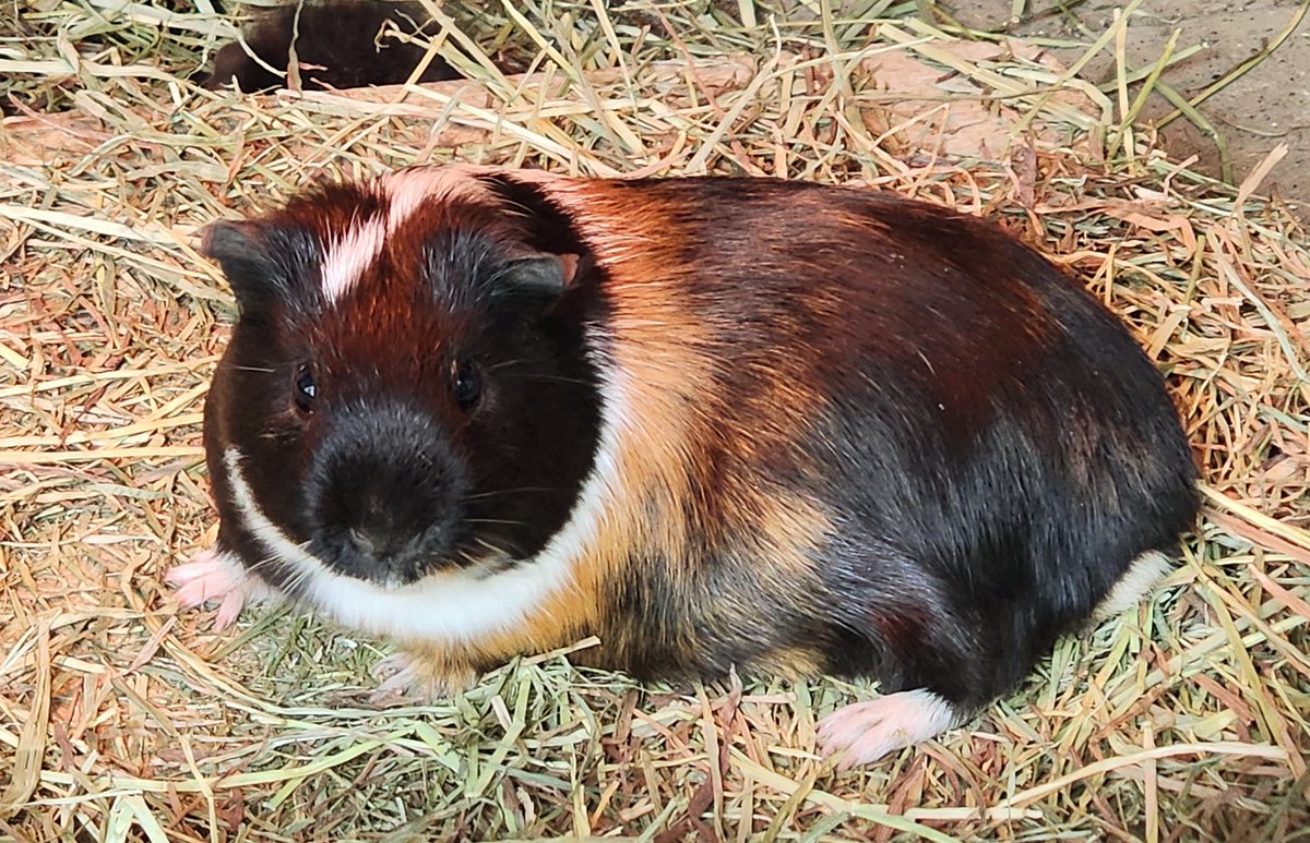 nufflib340's tweet image. 小諸市動物園で撮影したモルモットさんたち
とてもかわいい