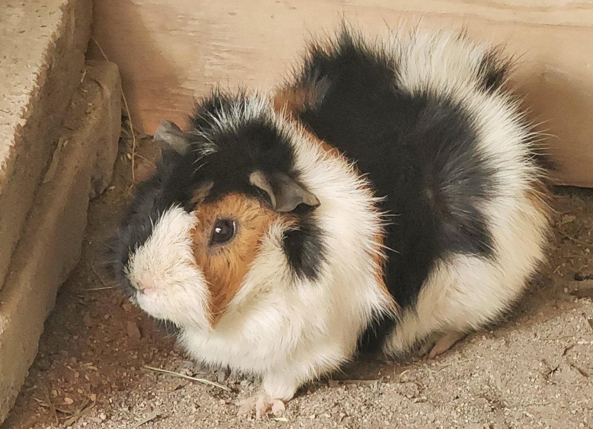 nufflib340's tweet image. 小諸市動物園で撮影したモルモットさんたち
とてもかわいい