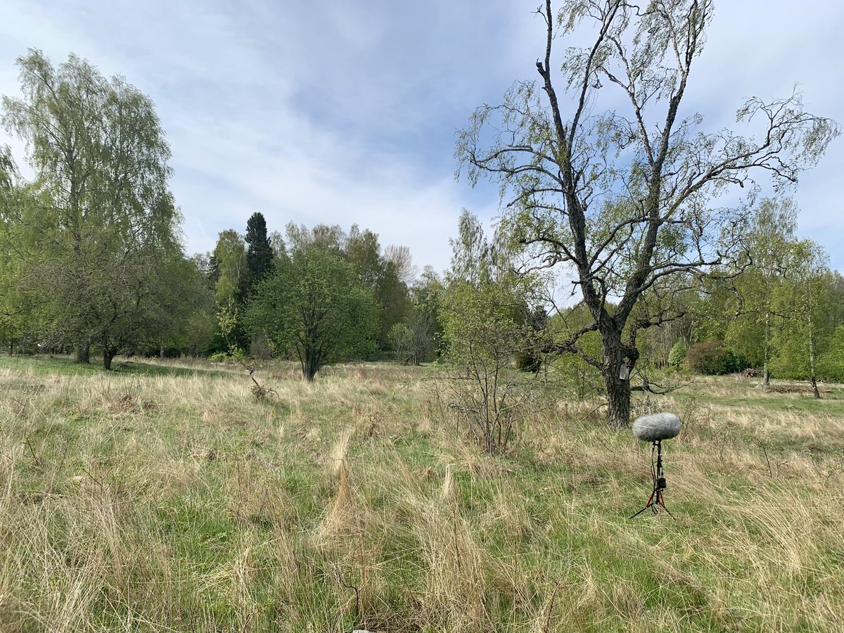 Wonderful morning out field recording long soundscapes at Sandemar Reserve. Hobby and Icterine Warbler added to the year list.