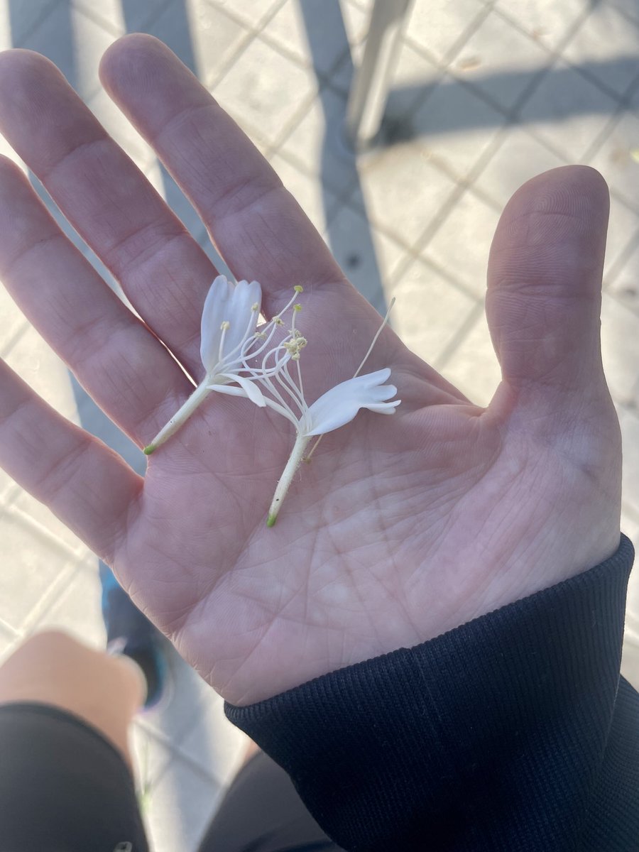 Vosotros también chupabais esto compulsivamente de camino al cole o erais normales? 🤔