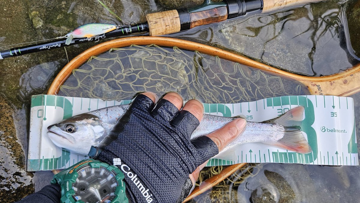 shoichi706851's tweet photo. 朝イチのポイントでゴンッ❗と
32cmの尺アマゴが出ました😁👍
#63craft 
#raidenSR
#翔いっちゃんカラー
#TIEMCO
#パスプルーバー59sml2
#ABU 
#カーディナルg3 
#峡東漁協
#トラウト翔いっちゃんねる https://t.co/PXKMDnY0iS