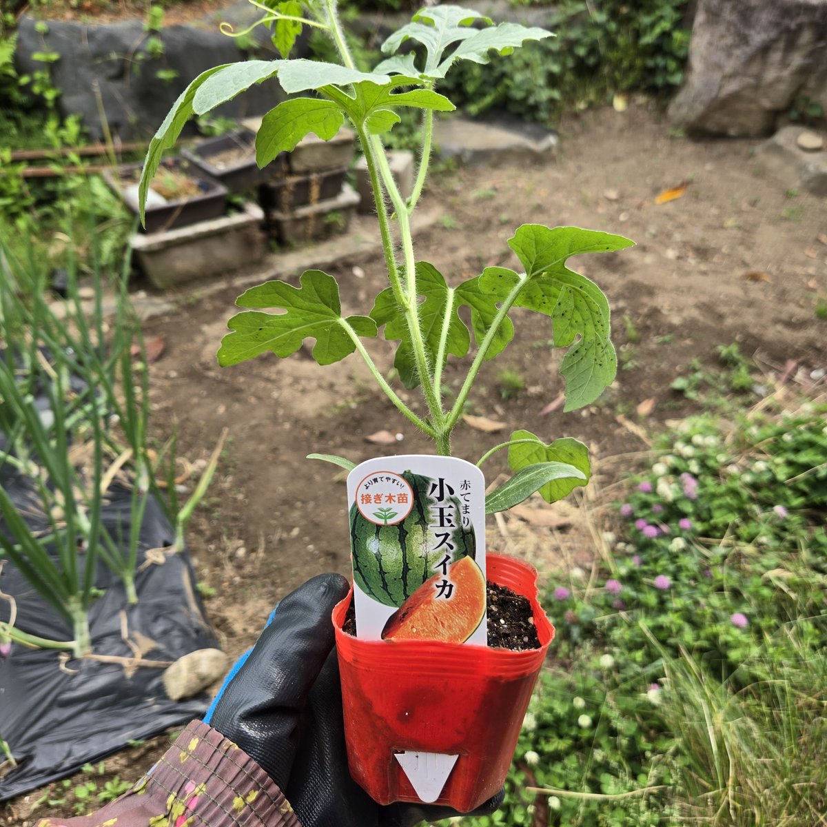 SaeCue's tweet photo. #小玉スイカ 植付け🍉
この苗よく育つのでまた同じやつ👍
マルチシートの下には敷き藁。
スイカに敷くと美味しくなるとか。
雨が苦手なのでビニールもかけてやりました☔
#赤てまり #スイカ #綿半 #smallwatermelon #watermelon https://t.co/jbtsNGlatK