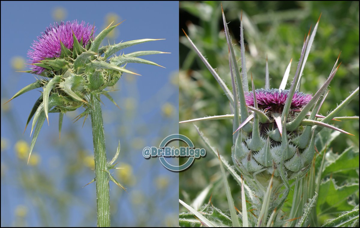 DrBioblogo's tweet photo. Comparativa #botanica 💚
A la izquierda el archiconocido cardo mariano / Silybum marianum /
A la derecha el infinitamente menos conocido / Silybum eburneum /
Nótese que el segundo tiene tonos "marfil" y brácteas espinosas erguidas rectas.
#flora #naturaleza #cardos https://t.co/d9zQtHUd1a