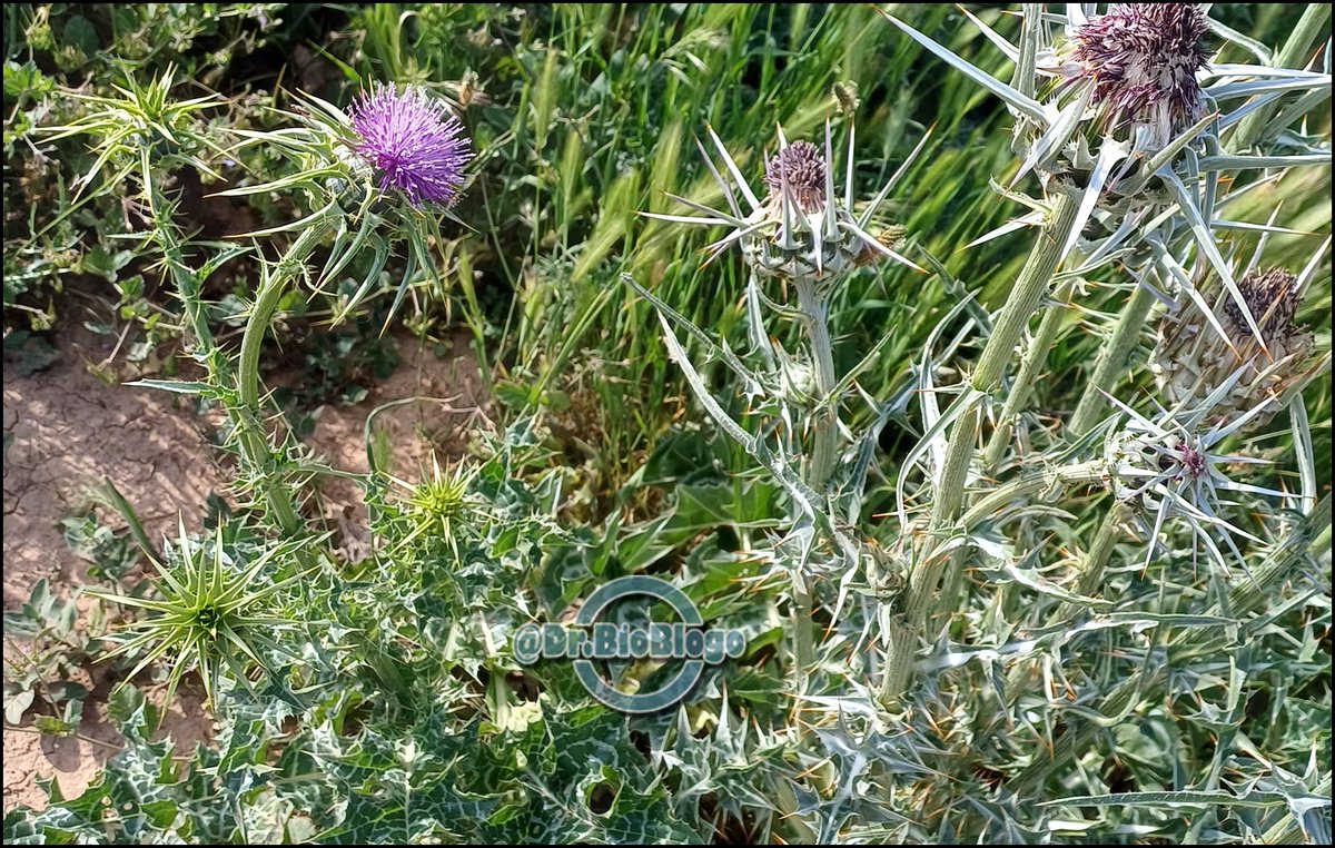DrBioblogo's tweet photo. Comparativa #botanica 💚
A la izquierda el archiconocido cardo mariano / Silybum marianum /
A la derecha el infinitamente menos conocido / Silybum eburneum /
Nótese que el segundo tiene tonos "marfil" y brácteas espinosas erguidas rectas.
#flora #naturaleza #cardos https://t.co/d9zQtHUd1a