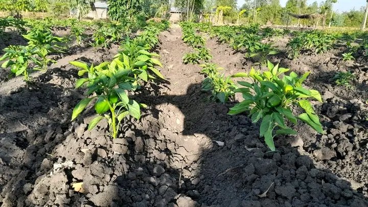 We organise youth groups for purposes of economic empowerment in line of agricultural production. This initiative will ensure steady and reliable supply of capsicum (chemical-free) to our local markets 
<a href="/KCCWG/">The Kenya Climate Change Working Group</a> 
<a href="/AWF_Official/">AWF</a> 
<a href="/Afuneh_Ke/">Fredrick Jæ Home</a> 
#EndPlasticpollution
<a href="/followers/">はうはう</a>
