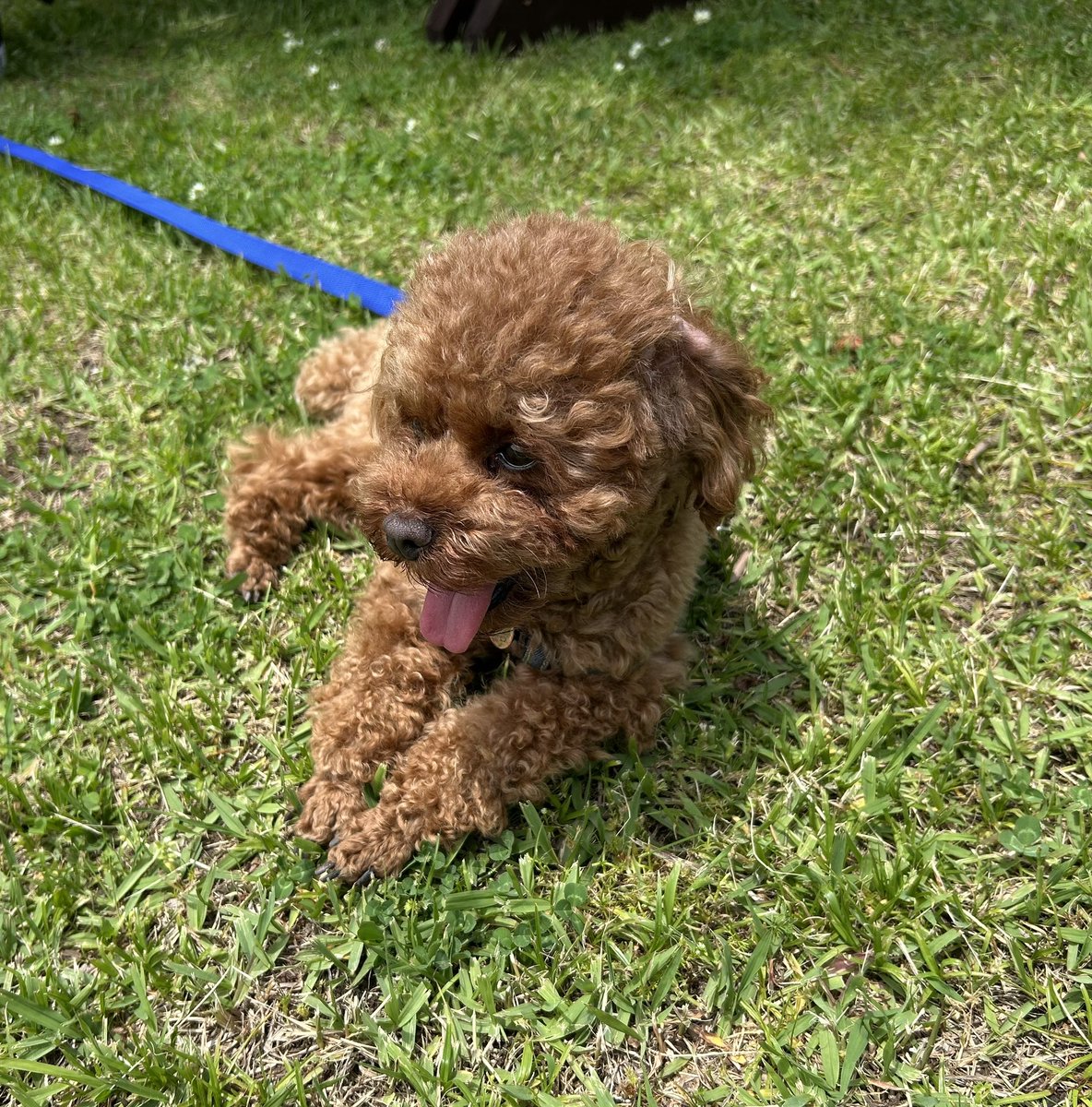 みんなで大きな公園へ
#いぬのいる暮らし