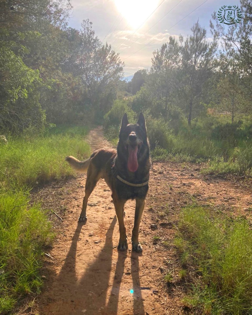 Fantástico domingo soleado por delante! 𝐁𝐫𝐮𝐣𝐨 os saluda de rutita mañanera! Buenos días familias! 𐦐 #GuardiaCivil #PastorBelgaMalinois #FelizDomingo