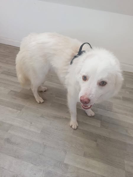 Pawprints2F's tweet image. Foster home wanted for the most gorgeous pair ❤️
🐾 Rupert &amp;amp; Zeke - Essex

🐾 Both 2 year old.
🐾 Rupert is still learning toilet training but Zeke is already there with it!
🐾 Both friendly, loving and intelligent.
🐾 Can live with kids 12+

Apply: pawprints2freedom.co.uk/apply