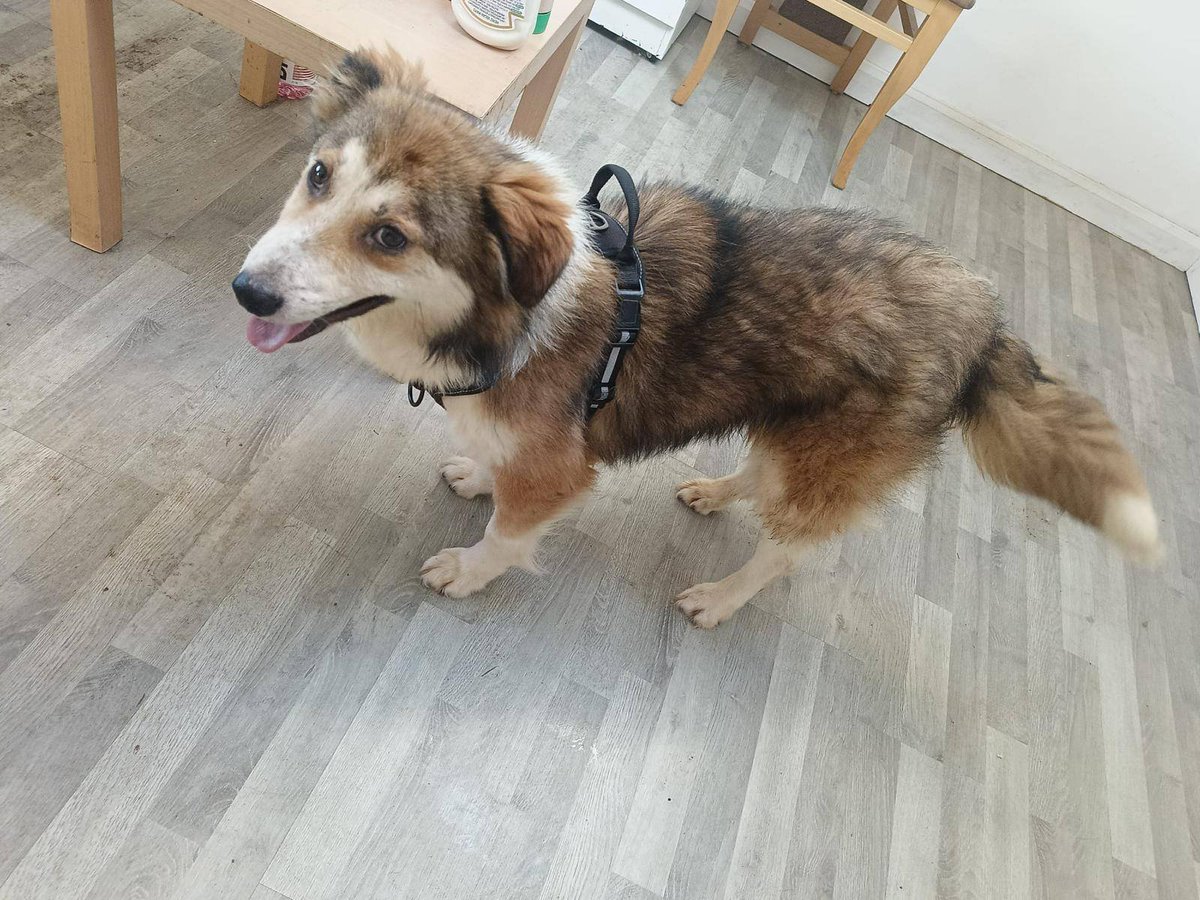 Pawprints2F's tweet image. Foster home wanted for the most gorgeous pair ❤️
🐾 Rupert &amp;amp; Zeke - Essex

🐾 Both 2 year old.
🐾 Rupert is still learning toilet training but Zeke is already there with it!
🐾 Both friendly, loving and intelligent.
🐾 Can live with kids 12+

Apply: pawprints2freedom.co.uk/apply