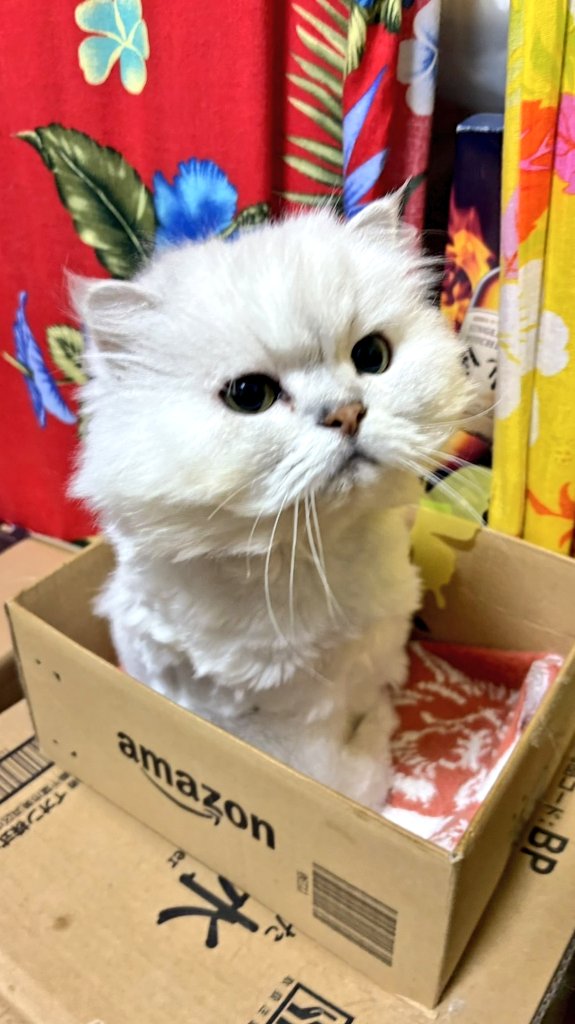 maychikorilalan's tweet photo. ちっちさま、
そんな顔をしてもだめです。

コップのお水倒しましたよね？？

証拠上がっているんですよ🙂‍↕️

#猫のいる生活
#高齢猫
#留守番 https://t.co/3ZoHgGwv79