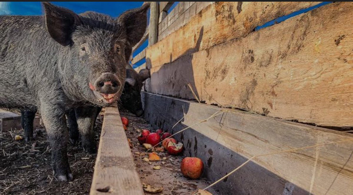 Friedbeans069's tweet photo. Fat bartender, call that piggy in the trough. https://t.co/Rp6QFigFhR