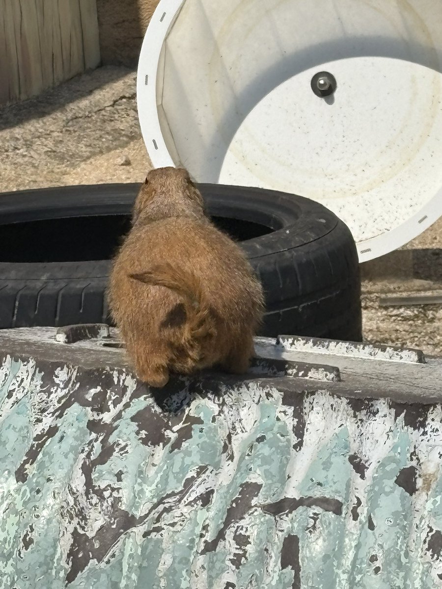 나 프레리독 키우게해 빨리