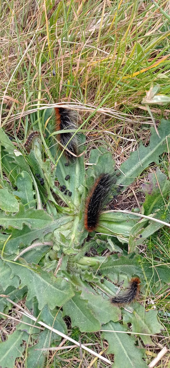 HearleSharon's tweet image. Thousands of Garden Tiger moth caterpillars at Spurn Head Yorkshire - never seen so many - everywhere up trees and on the beach. Also Brown- tail and Oak Eggar . @yorkshiremoths