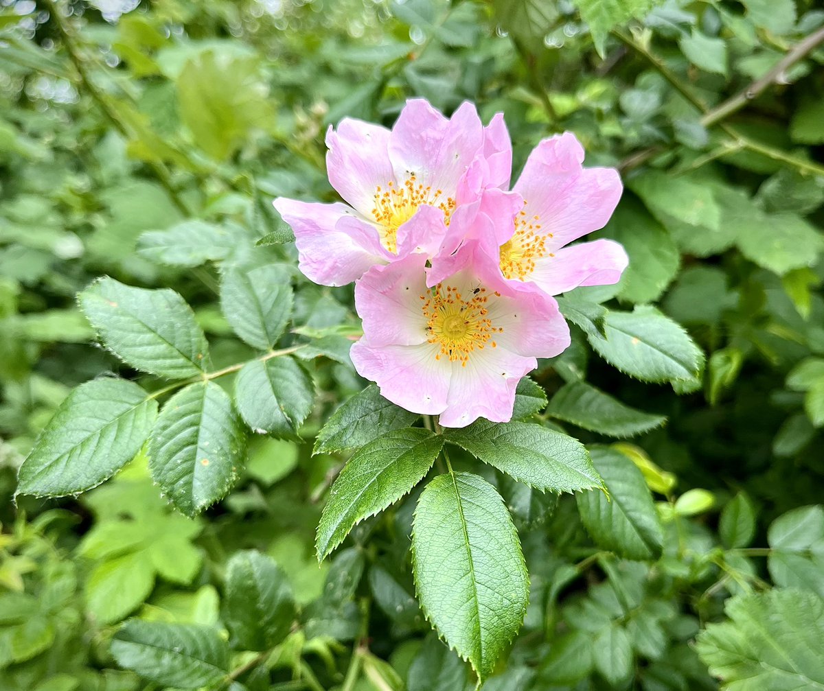 EveFlament's tweet image. Partie avec des pensées aussi grises et incertaines que le ciel du Nord…
Puis sourire devant le carnet rose des cygnes (au moins 8 petits 🦢) et les couleurs des rosiers sauvages 🌺#Printemps #EternelRetour