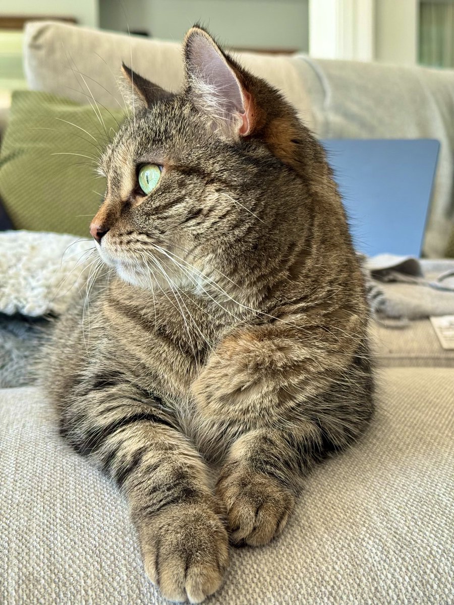Photo shoot for Vanity Fur. They’re doing a tubby tabby super model edition.