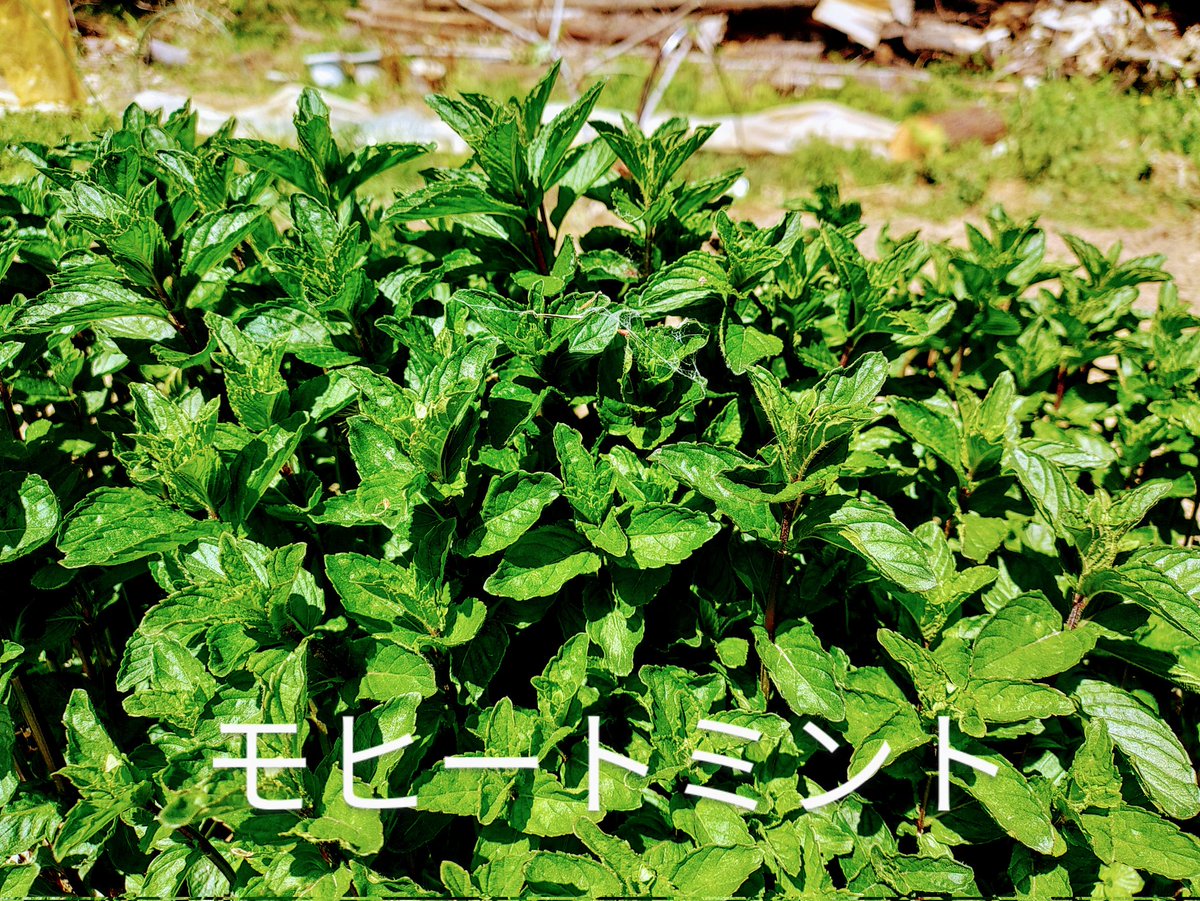 ごっつぁんです🌿明日🌃福島🏡へ帰省します🚄DMで「今年もハーブ🌿栽培＆販売されていますか？」と嬉しいお声を多数いただきました💁ハーブ🌿栽培🏡＆販売しております🙌※ご予算、ご用途に応じてフレッシュ🌿、ドライ🌿どちらも対応しております。DMにてお気軽にお問い合わせください🤗#ハーブ #帰省