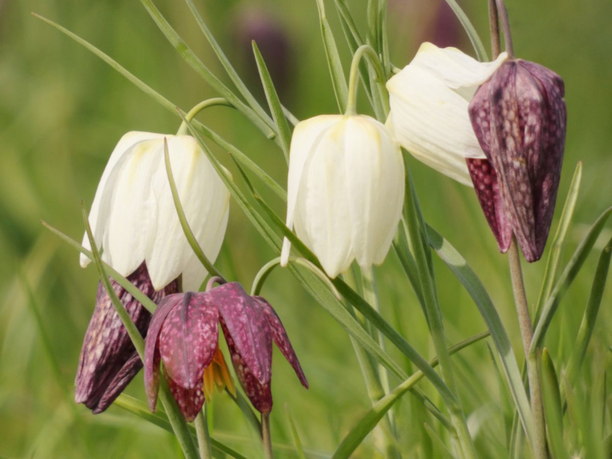 kamhongleung2's tweet photo. Purple & White Snake’s Head Fritillary Blossoms, Kew Gardens In Spring @ 8 April 2025
#KewGardens #OurFutureIsBotanic #SpringAtKew #SnakesHeadFritillaries #Bee #Pollinator #Insect #Blossoms #Flower #Flowers #Garden #Nature #NatureLover #NatureLovers #Plant #Plants #PlantLover https://t.co/CZodUNThnA