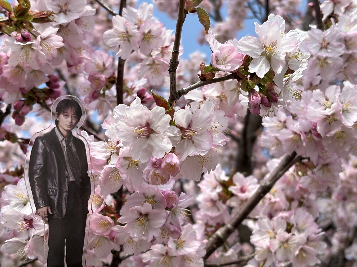 1r1ha's tweet photo. あまりに桜が似合わない https://t.co/3jf7uOqse9