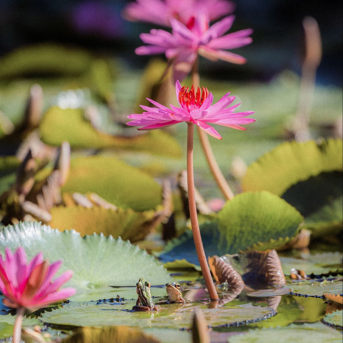 DataiLangkawi's tweet photo. Not all wonders are grand. Some, like the unfolding of water lilies or the subtle symphony of our resident frogs after dusk, reveal themselves only to those who linger.⁠
⁠⁠
📷️ Last photo by William Watt⁠
⁠
#TheDataiLangkawi #DiscoverDatai https://t.co/R3XG4do6Zo