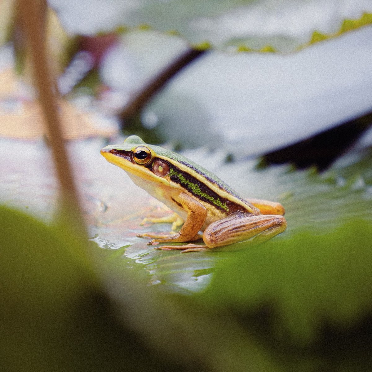 DataiLangkawi's tweet photo. Not all wonders are grand. Some, like the unfolding of water lilies or the subtle symphony of our resident frogs after dusk, reveal themselves only to those who linger.⁠
⁠⁠
📷️ Last photo by William Watt⁠
⁠
#TheDataiLangkawi #DiscoverDatai https://t.co/R3XG4do6Zo